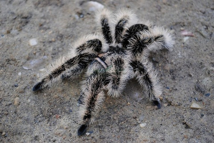 Паук-птицеед Brachypelma albopilosum Nicaragua, самка