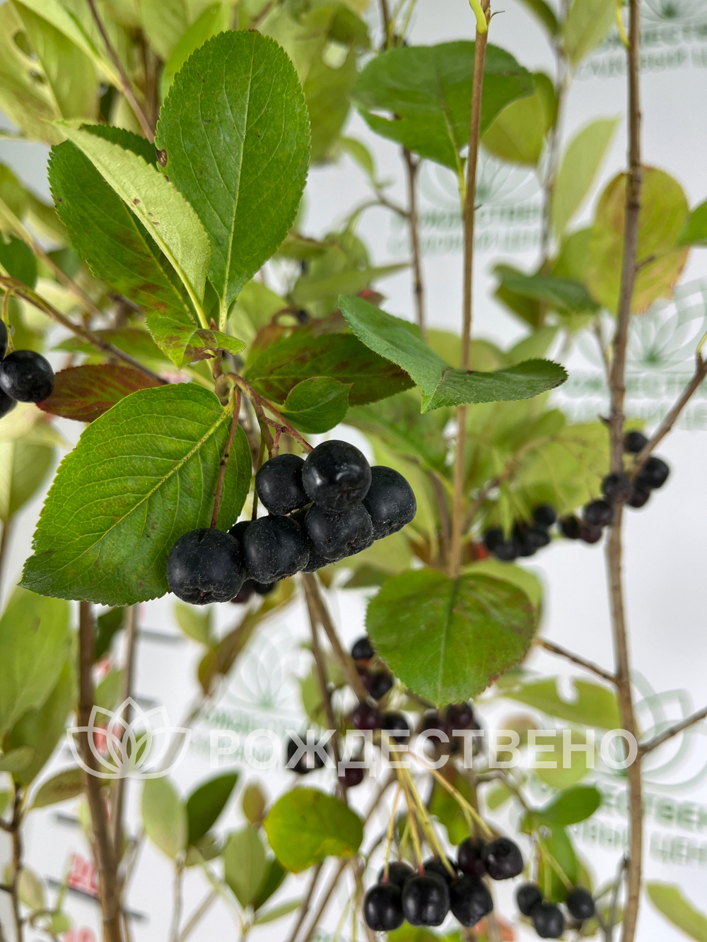 Рябина черноплодная Aronia