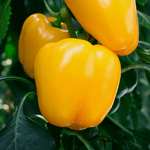 Эрли Сансейшн F1 семена перца сладкого (Seminis / Семинис)