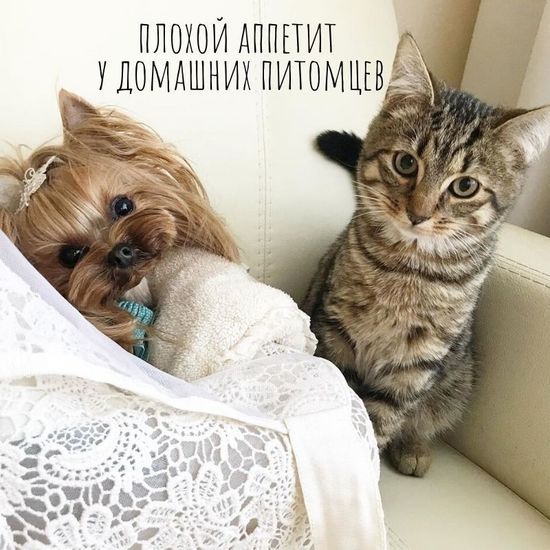 Плохой аппетит у домашнего питомца