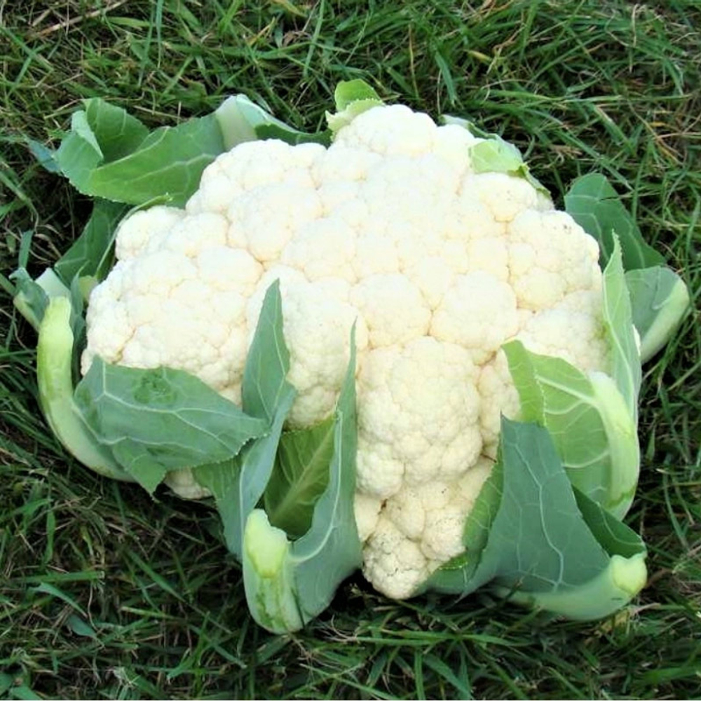 Капуста цв. Алмагро F1 (50шт) Витагрин Профи