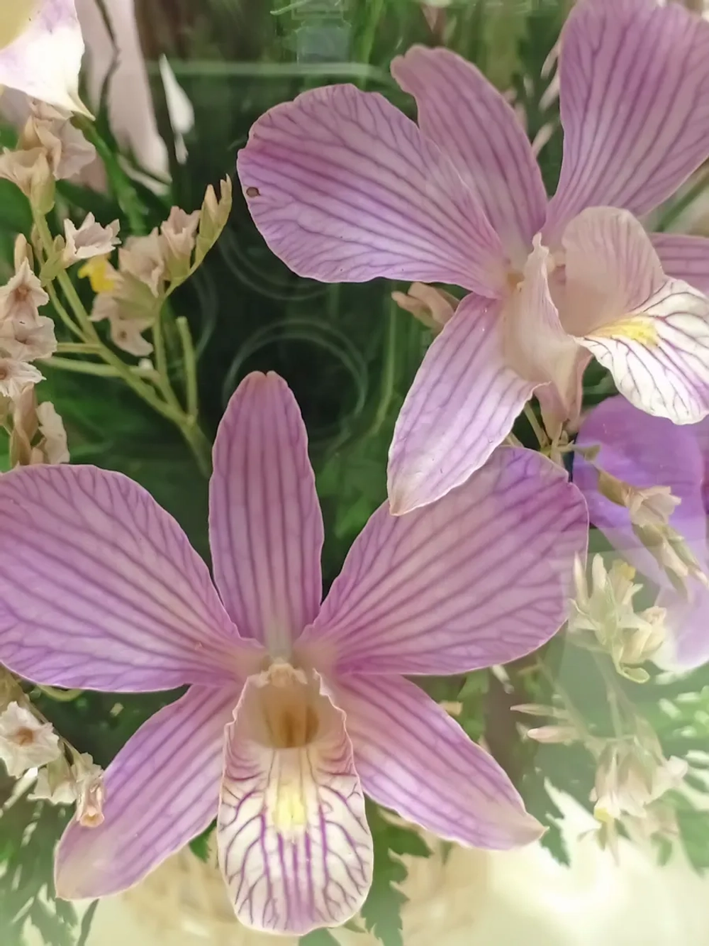 натуральные орхидеи в стекле, вакуум