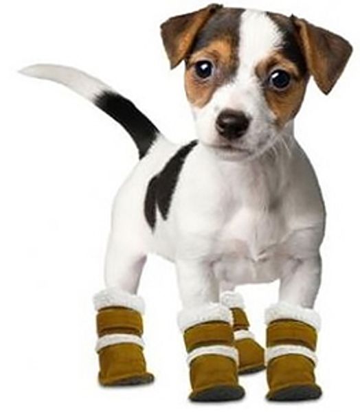 А Ваша собака готова к холодам? А Ваша собака готова к холодам?