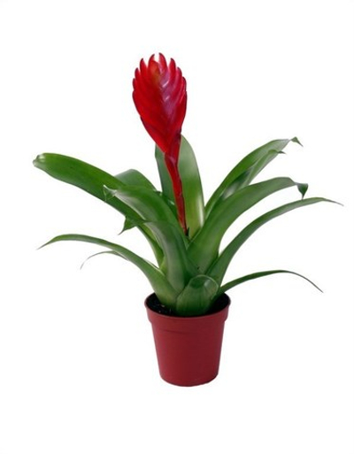 Вриезия (Бромелия)