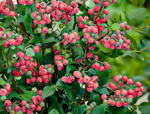Голубика Пинк Берри / Pink berry'/ Rosa berry