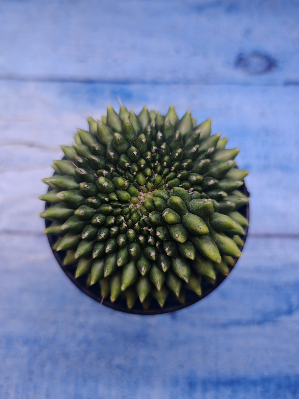 Gymnocalycium Spineless Crested form (Гимнокалициум)