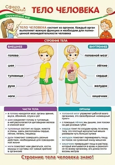 Плакат А3 "Окружающий мир во 2 классе. Тело человека" ПО-13541 (Сфера)