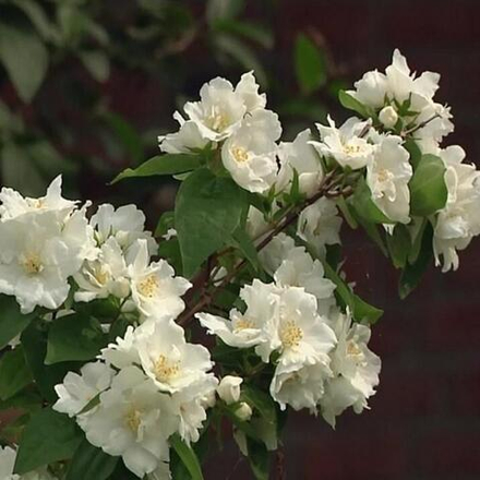 Чубушник (жасмин) Дам Бланш С2 20-25