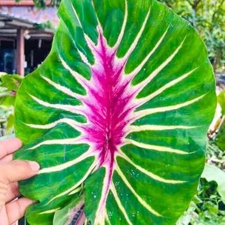 Колоказия PAPUA MANISE