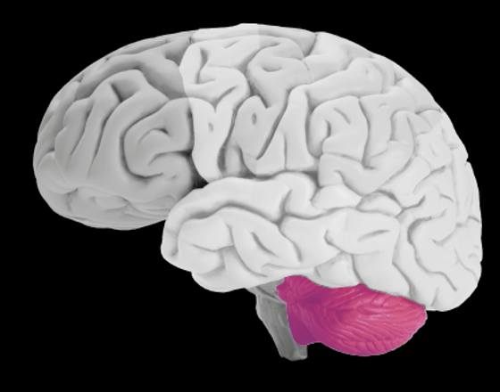 Комплект моделей  "Строение мозга позвоночных"