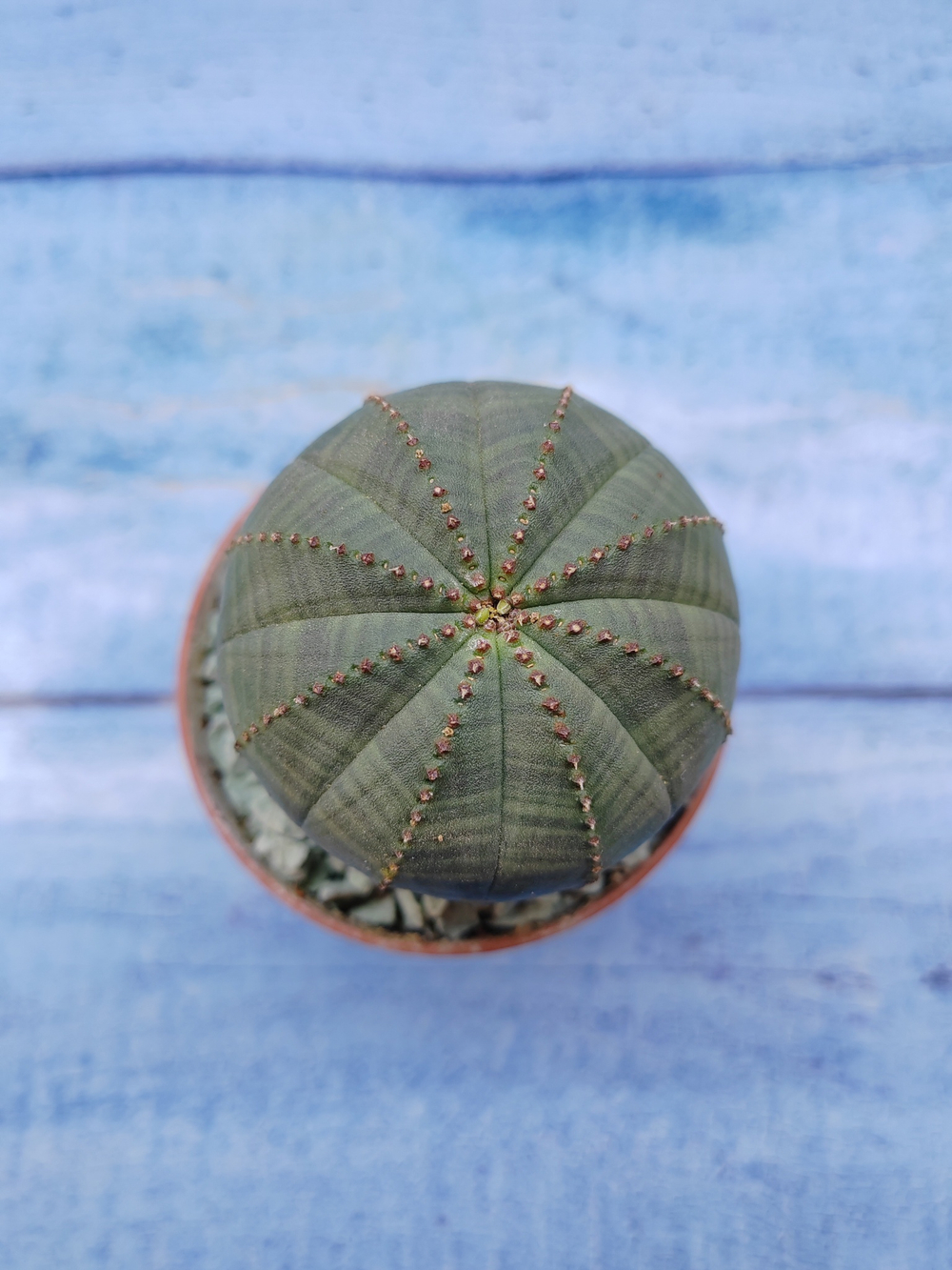 Euphorbia Obesa (Эуфорбия)