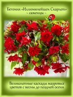 Бегония Иллюминейшен Скарлет ампельная