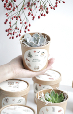 Суккулент в праздничном стаканчике