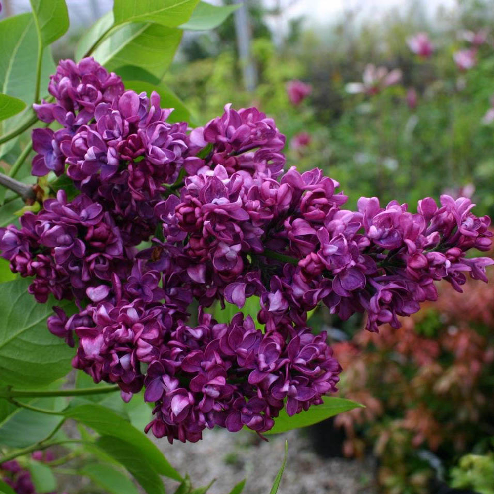 Сирень vulgaris Charles Joly