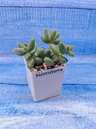 Delosperma Echinatum (Делосперма)