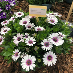 Остеоспермум AKILA WHITE PURPLE EYE