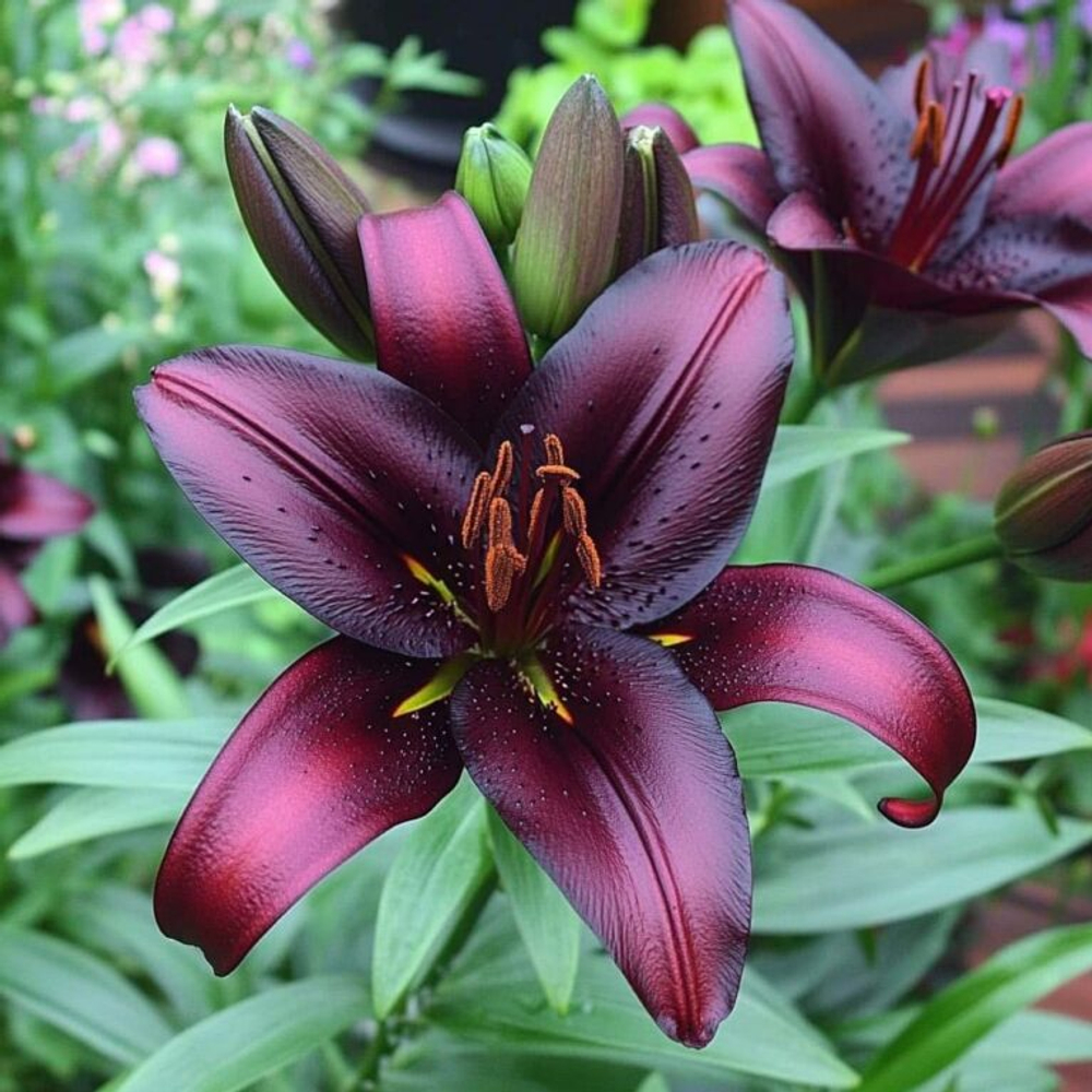 Лилия Блэк Шарм (5 шт) Волжский Сад