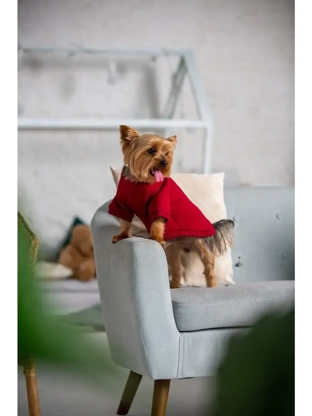 Толстовка худи кофта свитер для собак кошек и  животных