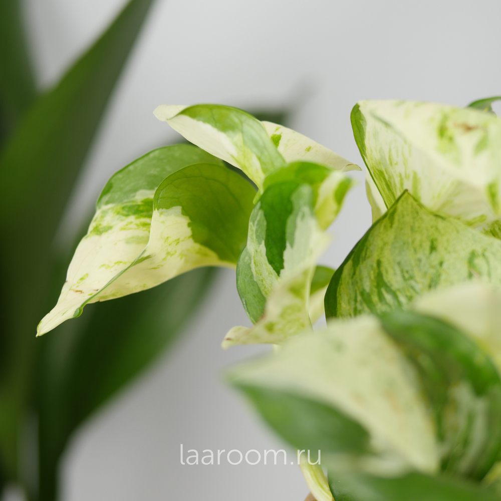 Эпипремнум Хэппи Лиф 12/15