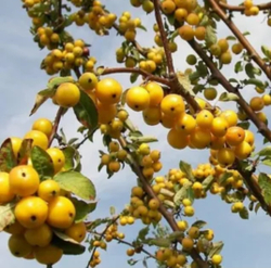 Яблоня декоративная Голден Хорнет (Golden Hornet)