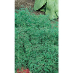 Семена Укроп Обильнолистный (Марс) Б/П