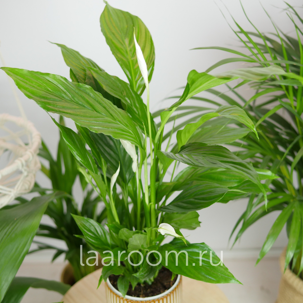 Спатифиллум Штраусс 13/50