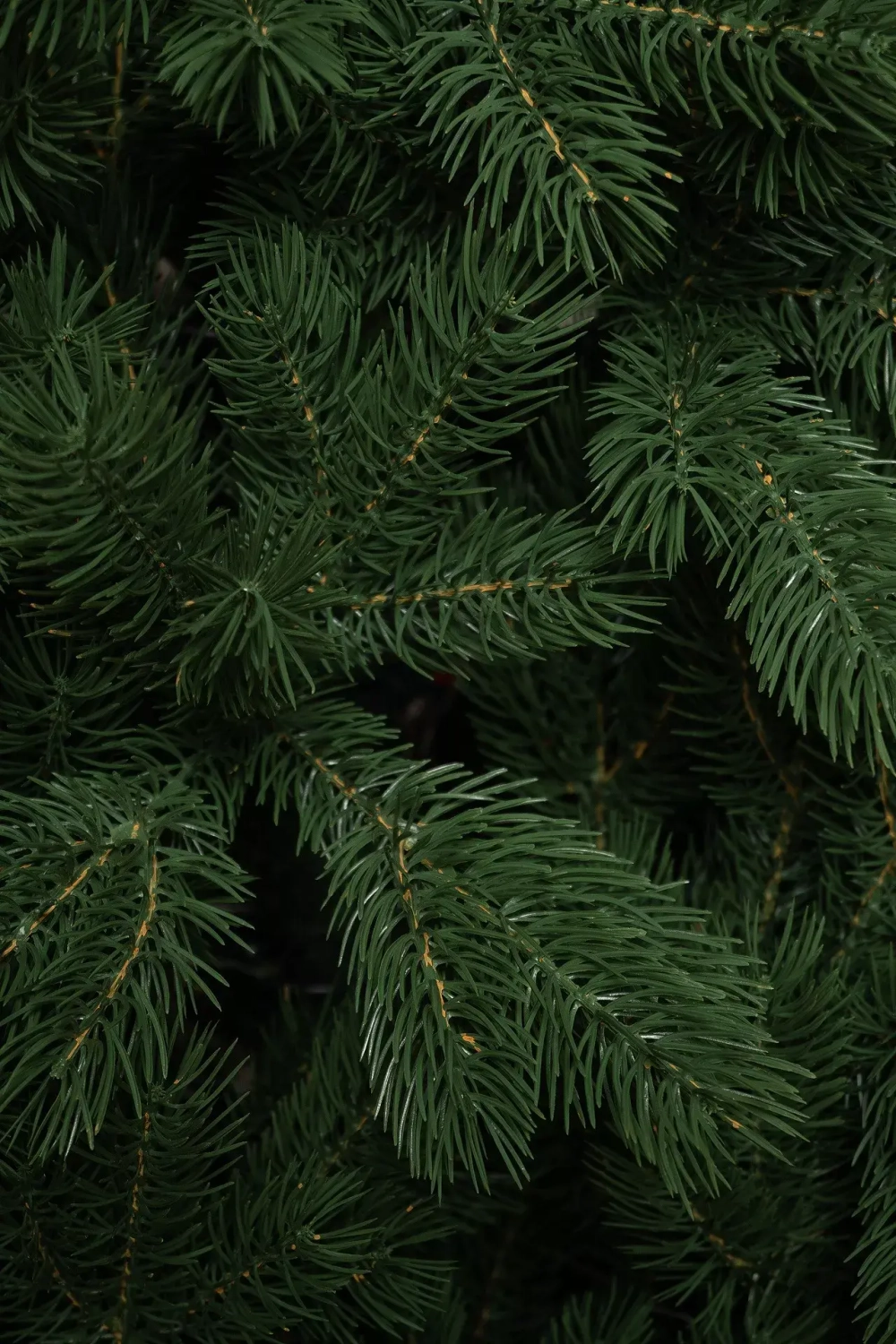 Искусственная елка Приозерская 270 см., 100% литая хвоя, ЕлкиТорг (260270)