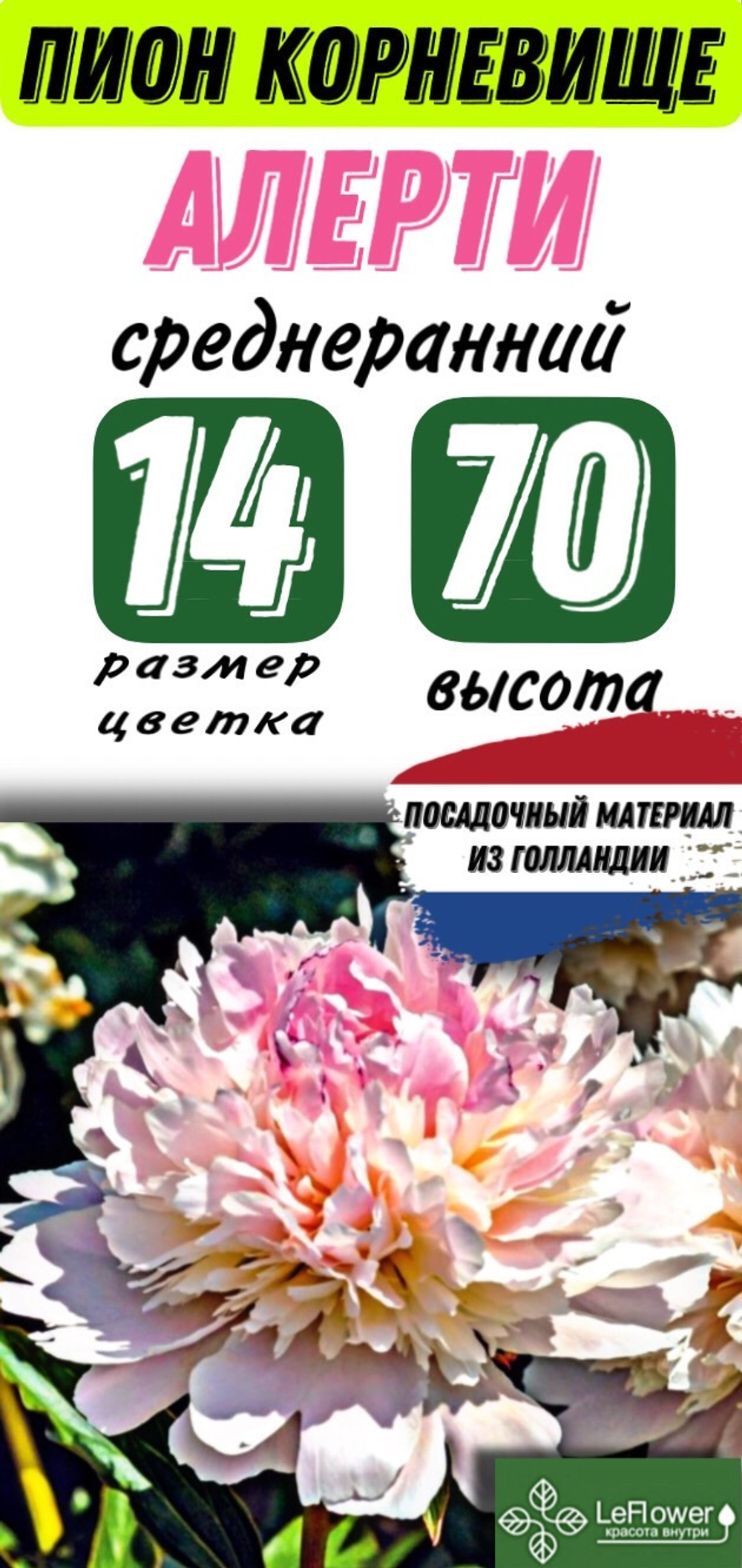 Пион Корневище, Алерти, 1-3почки, 1шт