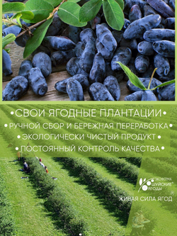 Натуральные цельные ягоды жимолости сублимированные без сахара и консервантов, 30г