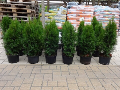 Туя западная Смарагд (Smaragd)