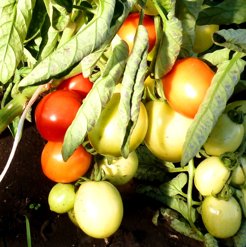 Помидоры — Урожайные Гусева