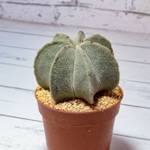 Astrophytum Myriostigma 7 ребер (Астрофитум)