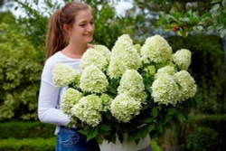 Гортензия метельчатая Литтл спукки (3/6 веток) Закупка М59 апрель 2026