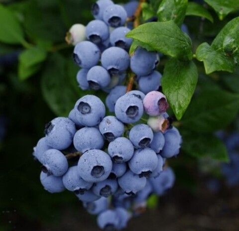 Голубика Либерти