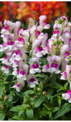 Антирринум (Львиный зев) CRACKLE & POP LAVANDER BICOLOR