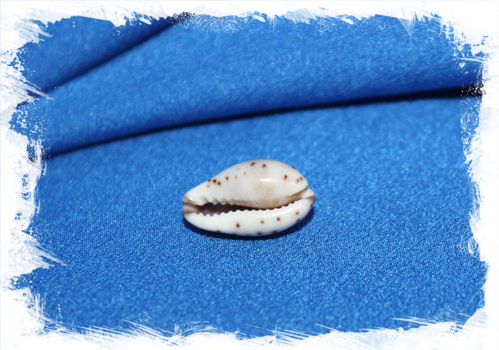 Ракушка Cypraea gracilis, Purpuradusta gracilis, Пурпудаста грацилис, Ципрея Грацилис