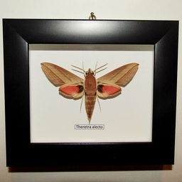 Бражники в рамках