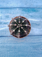 Gymnocalycium Friedrichii (Гимнокалициум)