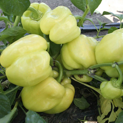 Самсон F1 семена перца сладкого (Гавриш)