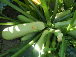 Кабачок Кавили F1 (50шт) Витагрин Профи