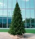 Большая елка «Рублевская» (пвх) 5,5 м