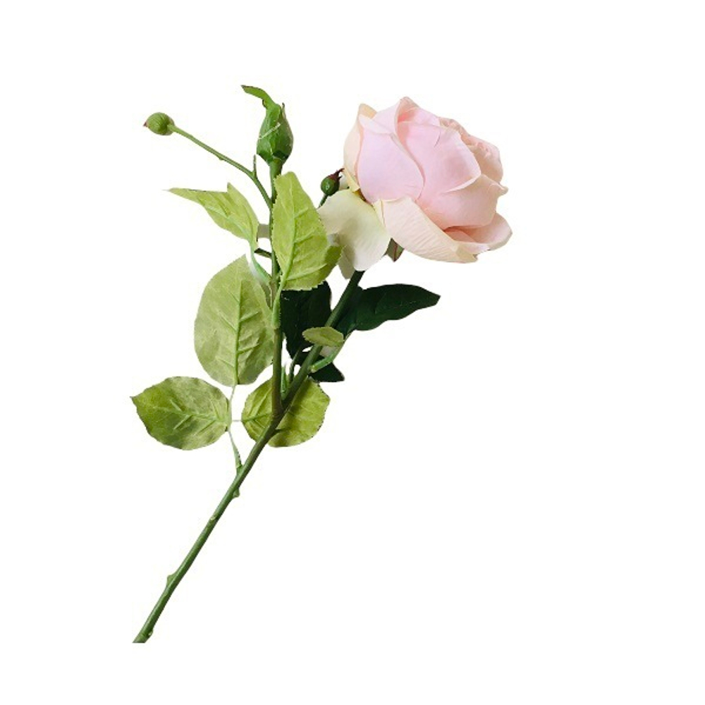 Роза английская