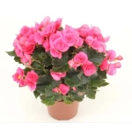 Бегония красивоцветущая