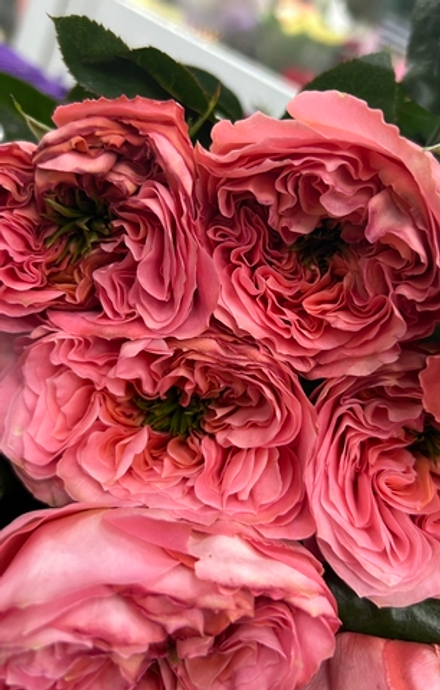 11 роз mandarin x-pression, оформление лента в тон