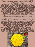 Хризантема Золотой Эльф мультифлора