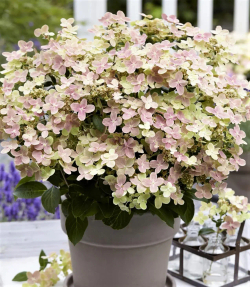 Гортензия метельчатая Полистар- полярная звезда (Hydrangea paniculata Polestar)