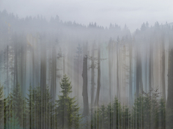 Коллекция FORESTA