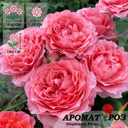 Купить розы дешево с круглосуточной доставкой по СПб.