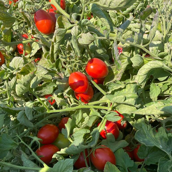 Жаг 8810 F1 семена томата детерминантного (Seminis / Семинис) продукт – фото 6